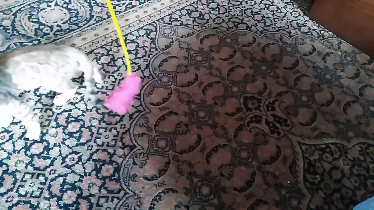 シルバーベンガルと遊ぶ