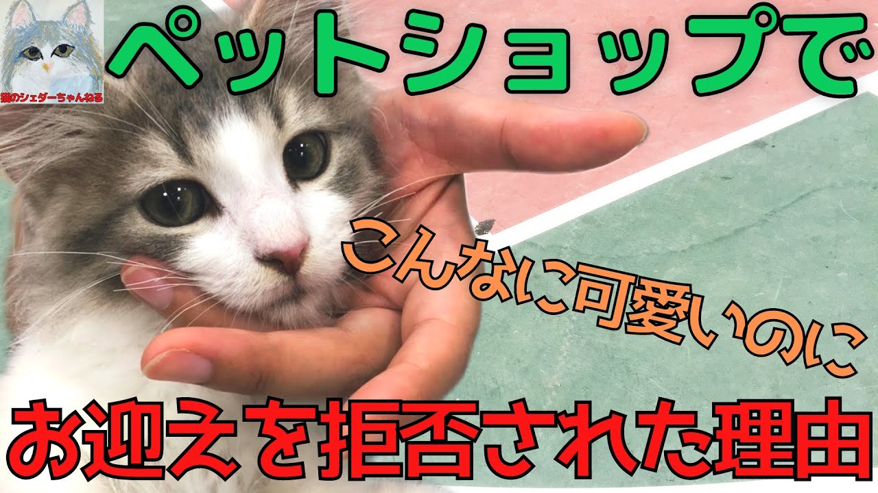 愛猫をペットショップでお迎え拒否された！その理由がこちら【ノルウェージャンフォレストキャット】