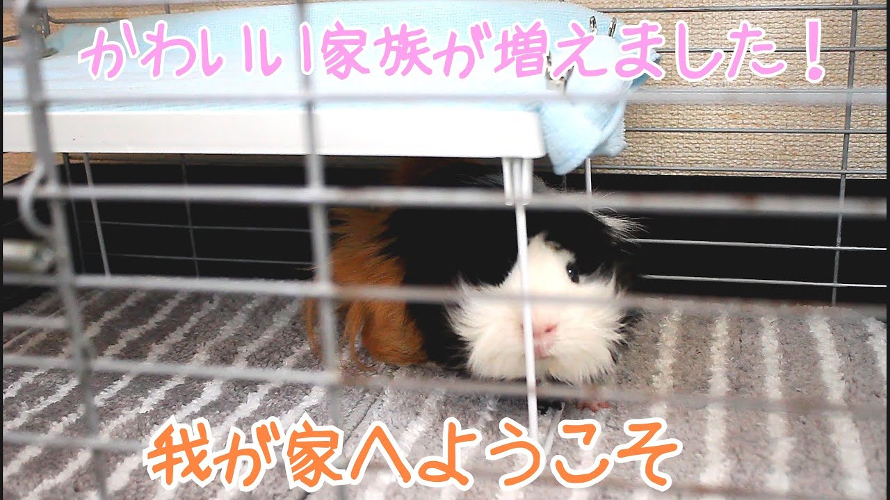 モルモット引き取りました！ アビシニアンモルモット