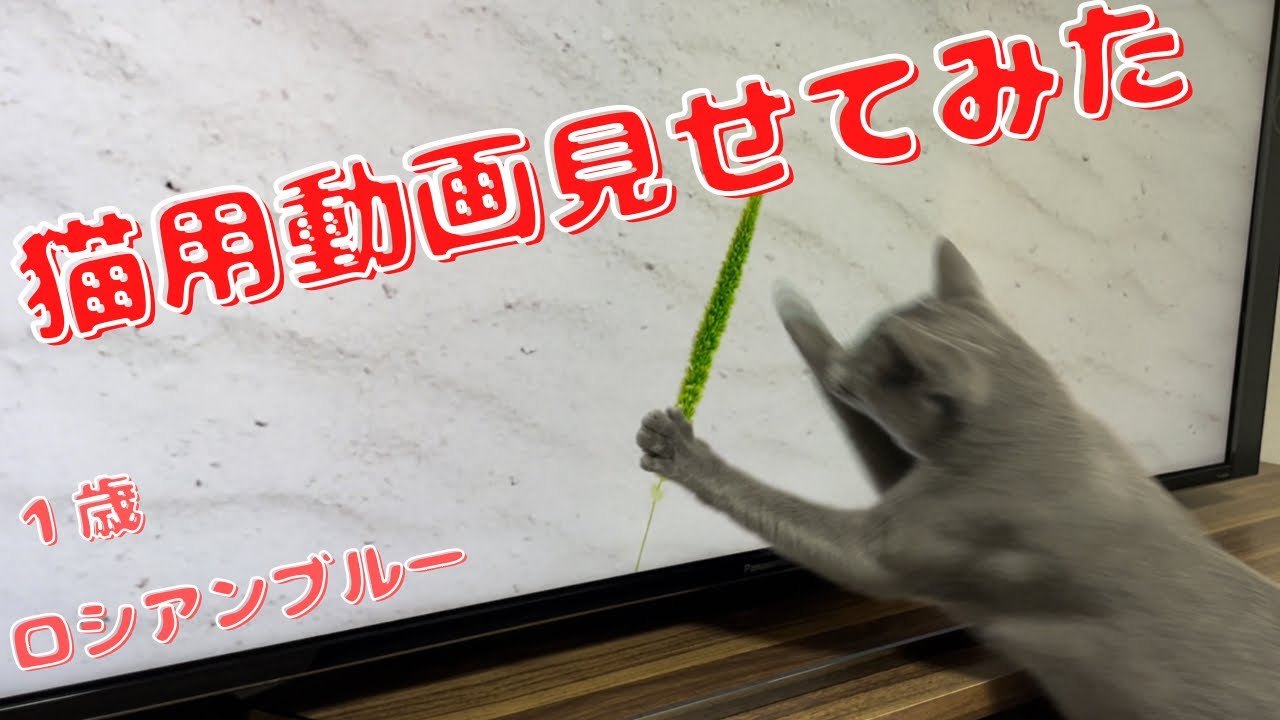 画面内の獲物をどうにか狩りたいかわいい猫【ロシアンブルー】猫用動画
