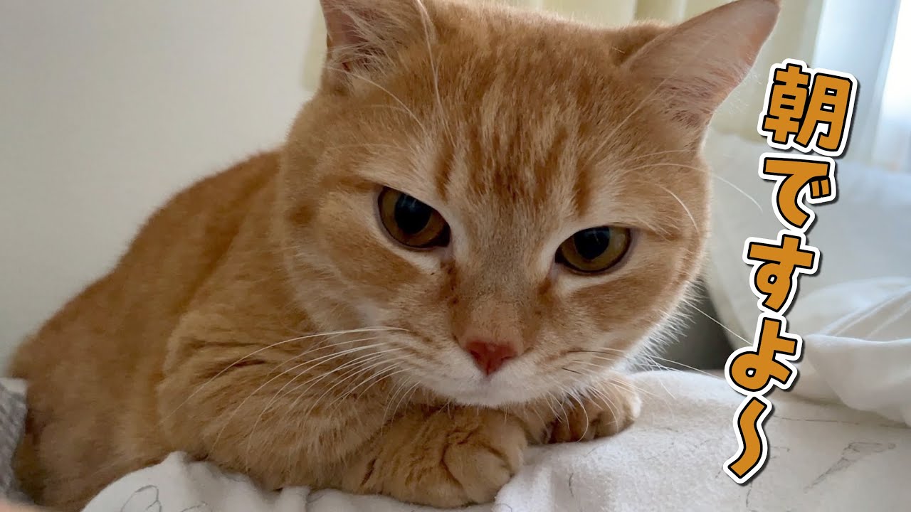 早朝から無理やり起こしてくる猫に困ってます…笑
