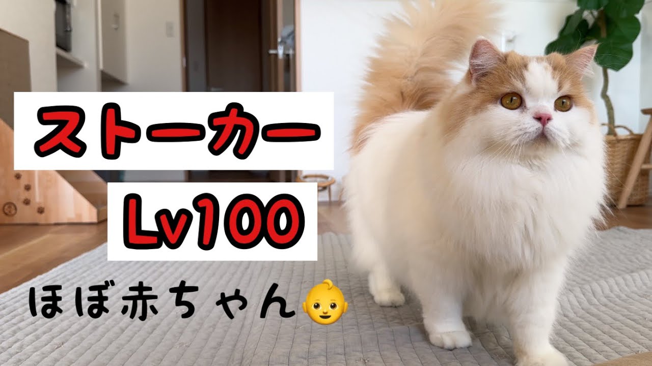 赤ちゃん返りしちゃった猫に困っていますw