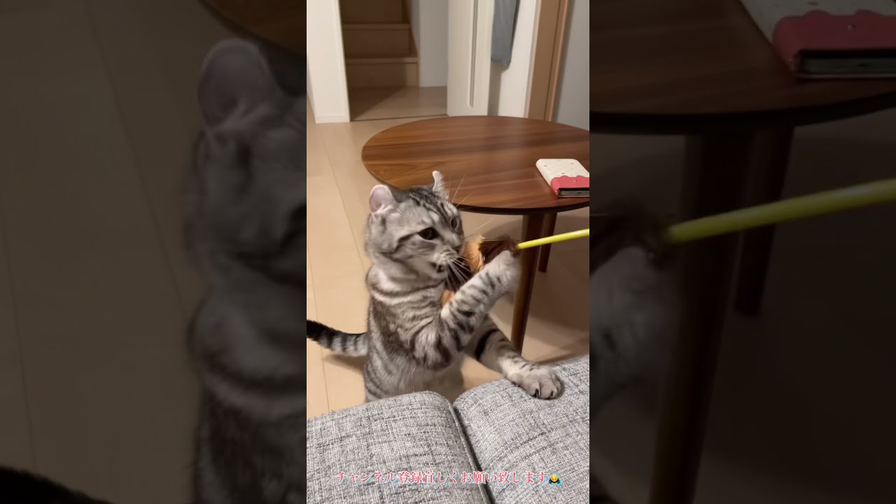 「アメリカンカール⭐︎のり太」ねこじゃらしで遊んでる猫の姿がこちら💕