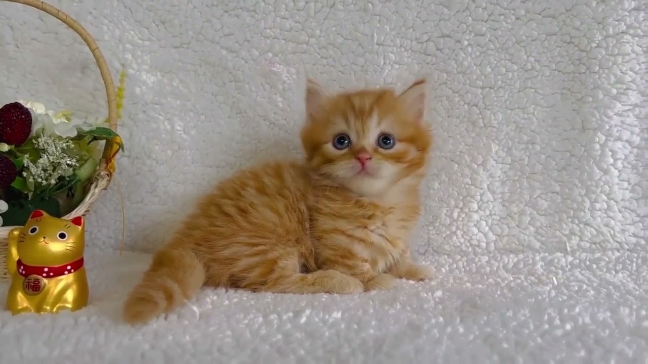 マンチカン キュートなロングヘアーの男の子♪毛色レッドタビー