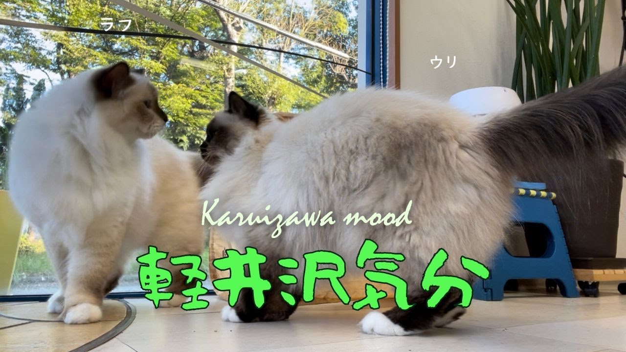 バーマン猫たちに人気のキューブ【軽井沢気分】Karuizawa mood（バーマン猫）Birman/Cat