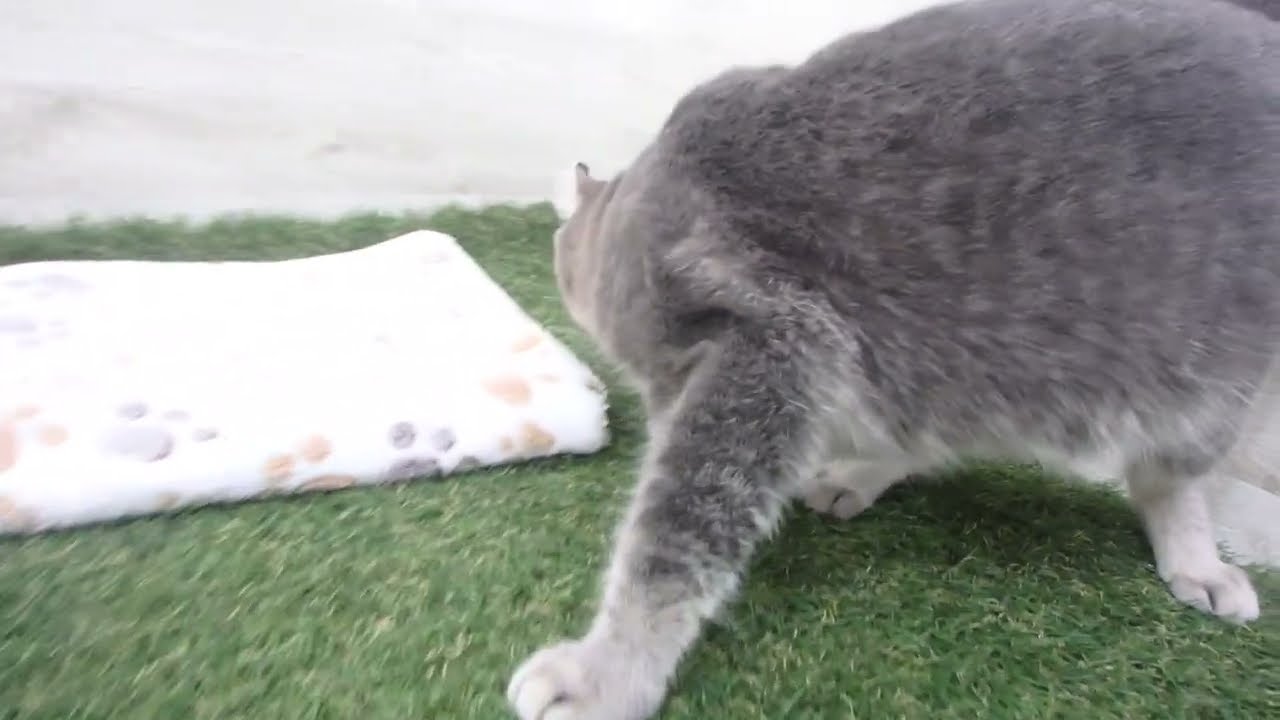 00601542 アメリカンカール