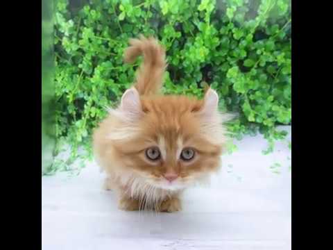 キンカロー（レッドタビー）の男の子（9/19生まれ）