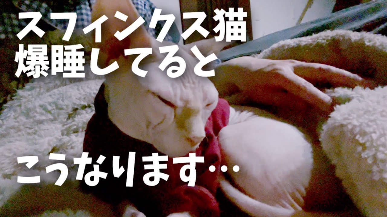爆睡してるスフィンクス猫が何されても起きない問題