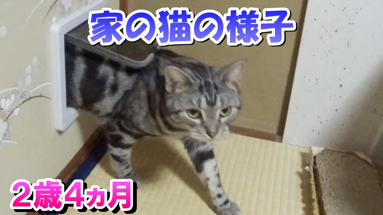 家にいる猫の行動（アメリカンショートヘア）