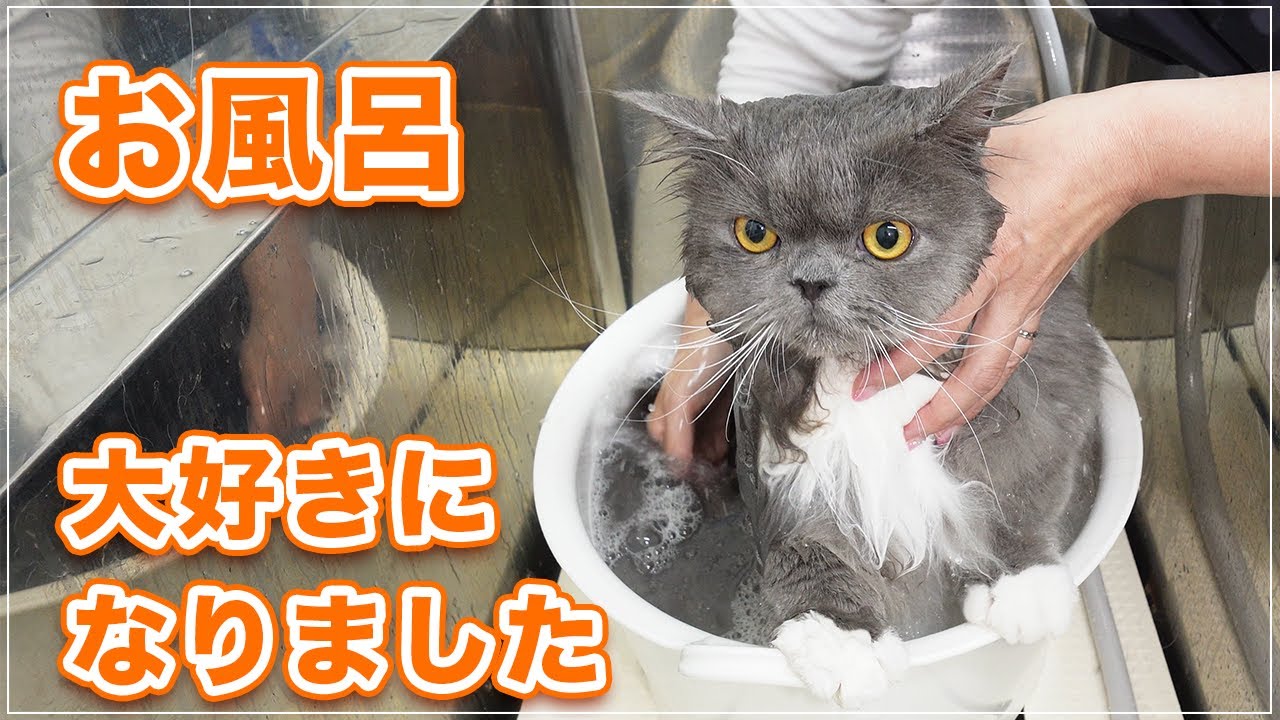【アルちゃん】家でもお風呂に入れろと催促する猫。初めてのサロンでお風呂が大好きになりました【ラガマフィン】