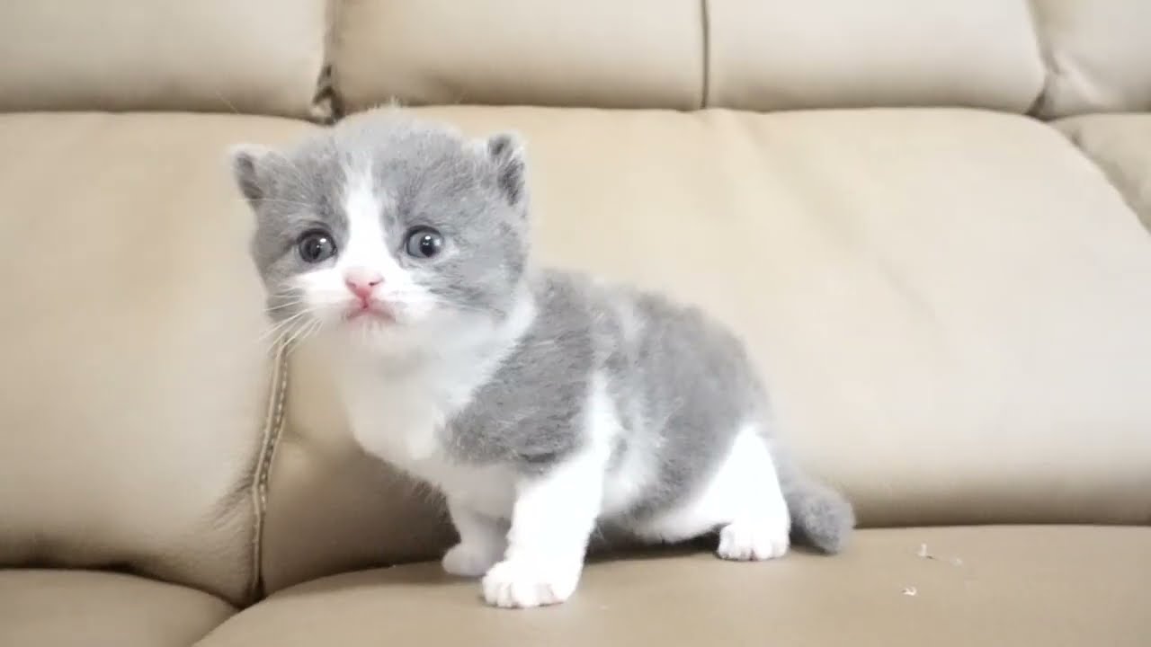 セルカークレックス子猫　2022.9.30産まれ 　ブルー＆ホワイト　女の子　シーダキャット猫のお店