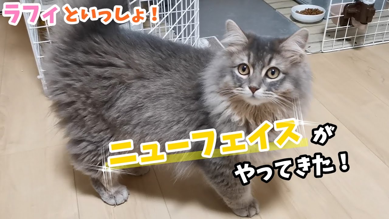 わが家に新しい子猫をお迎えしました！【サイベリアンのラフィ#227】