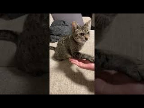 お手をする猫 【エジプシャンマウ】#Shorts / EgyptianMau can do paw like dogs