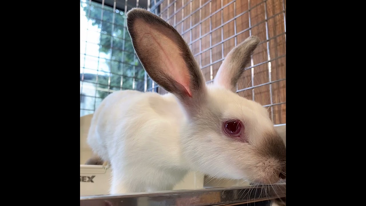 好奇心旺盛ヒマラヤンちゃん！＠うさぎのしっぽ　柴又店