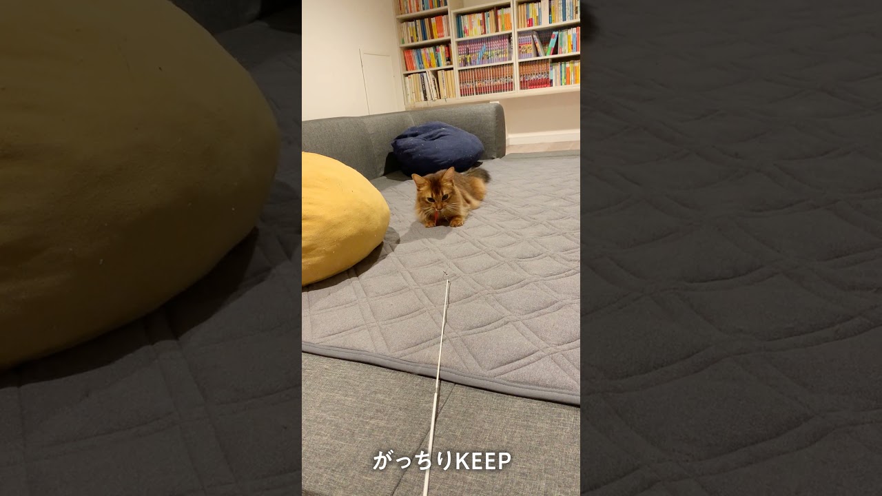 #197　ソマリ is 小型犬