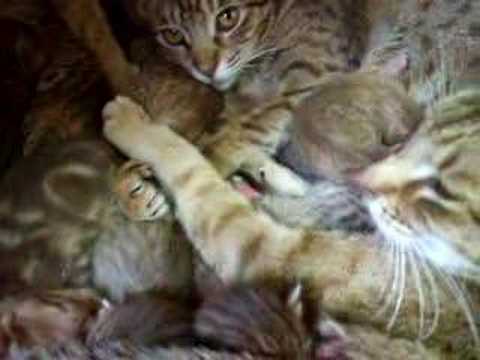 オシキャットの子猫