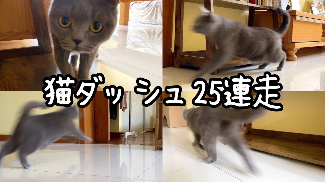 ブリティッシュショートヘアの朝から始まる1人大運動会