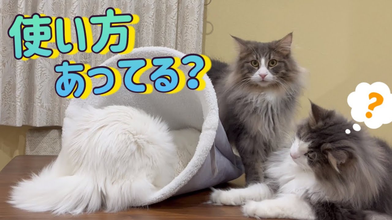 【猫の巣】使い方合ってる？？巣にこもるターキッシュアンゴラw