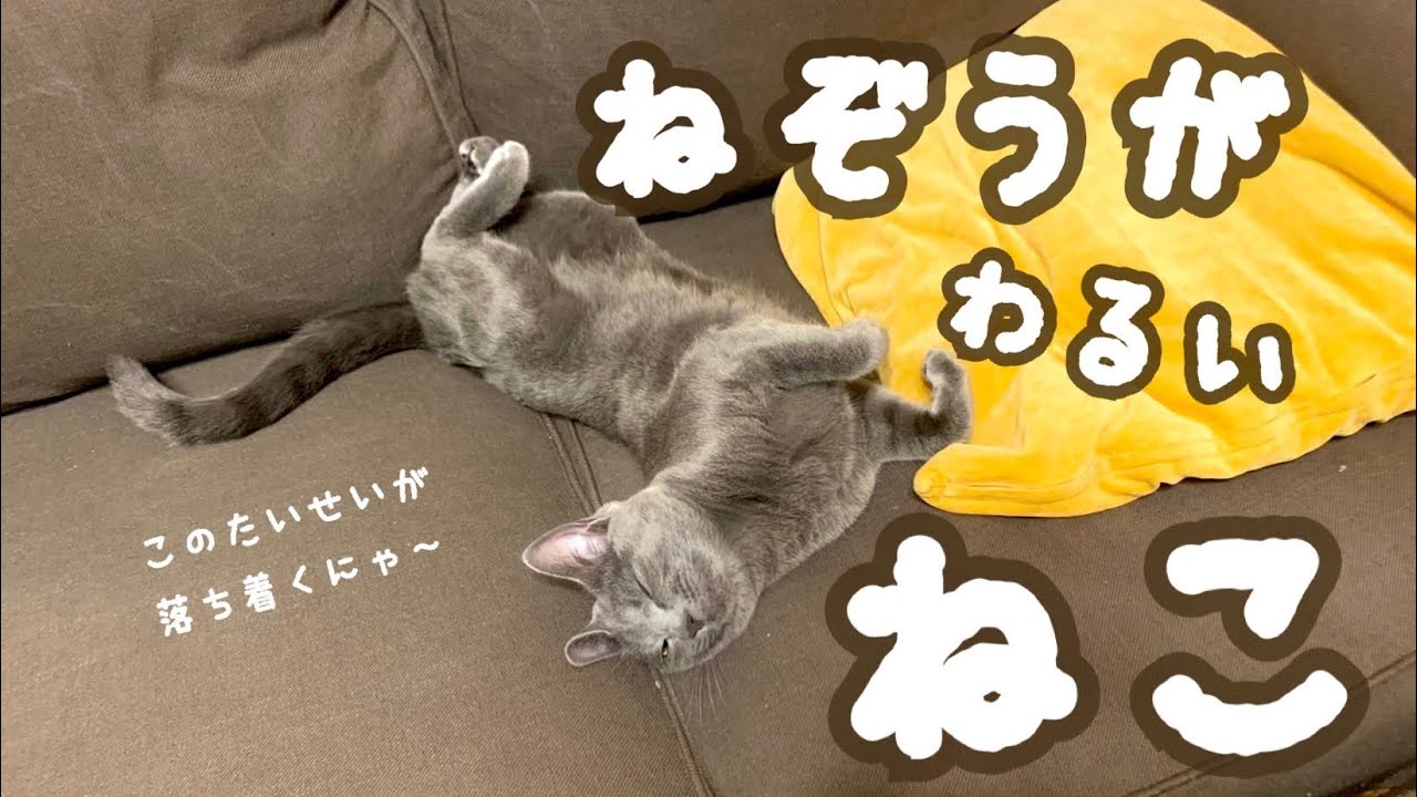 【猫】寝相の悪い猫が可愛すぎる