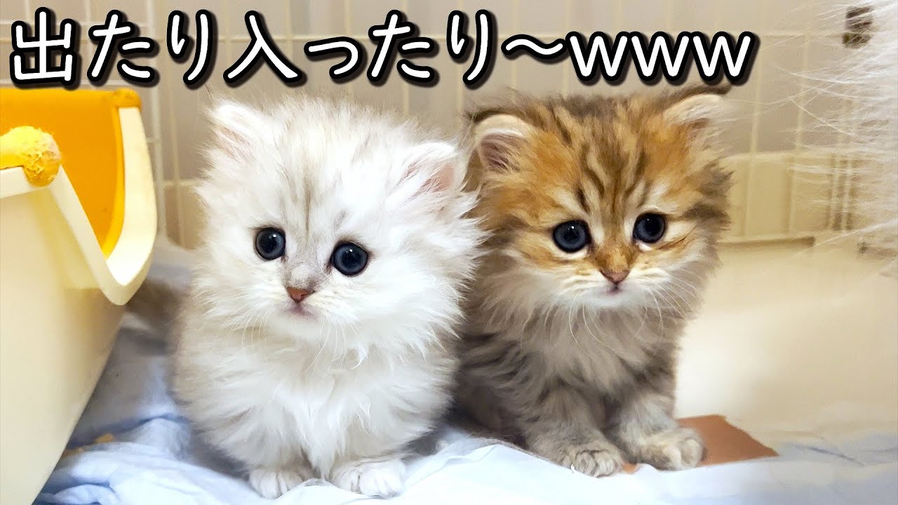♥子猫♥出たり入ったりを繰り返して挙動不審な件 ∼猫のいる生活Vol.554∼ 出産動画 マンチカン短足・ミヌエット・ペルシャ猫専門ブリーダー『ペット蔵人』【子猫の成長記録】