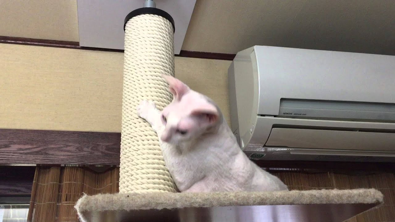 ポールダンス