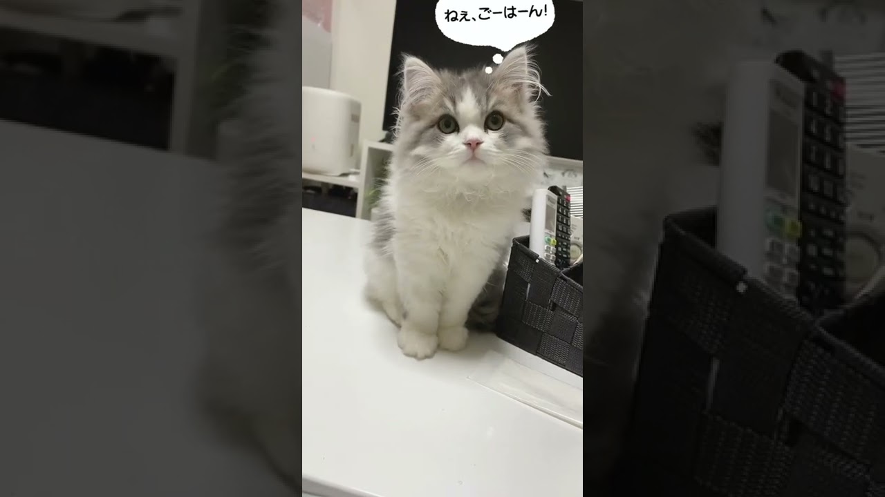 【ラガマフィン】目の前にわざわざ来てご飯をねだる子猫