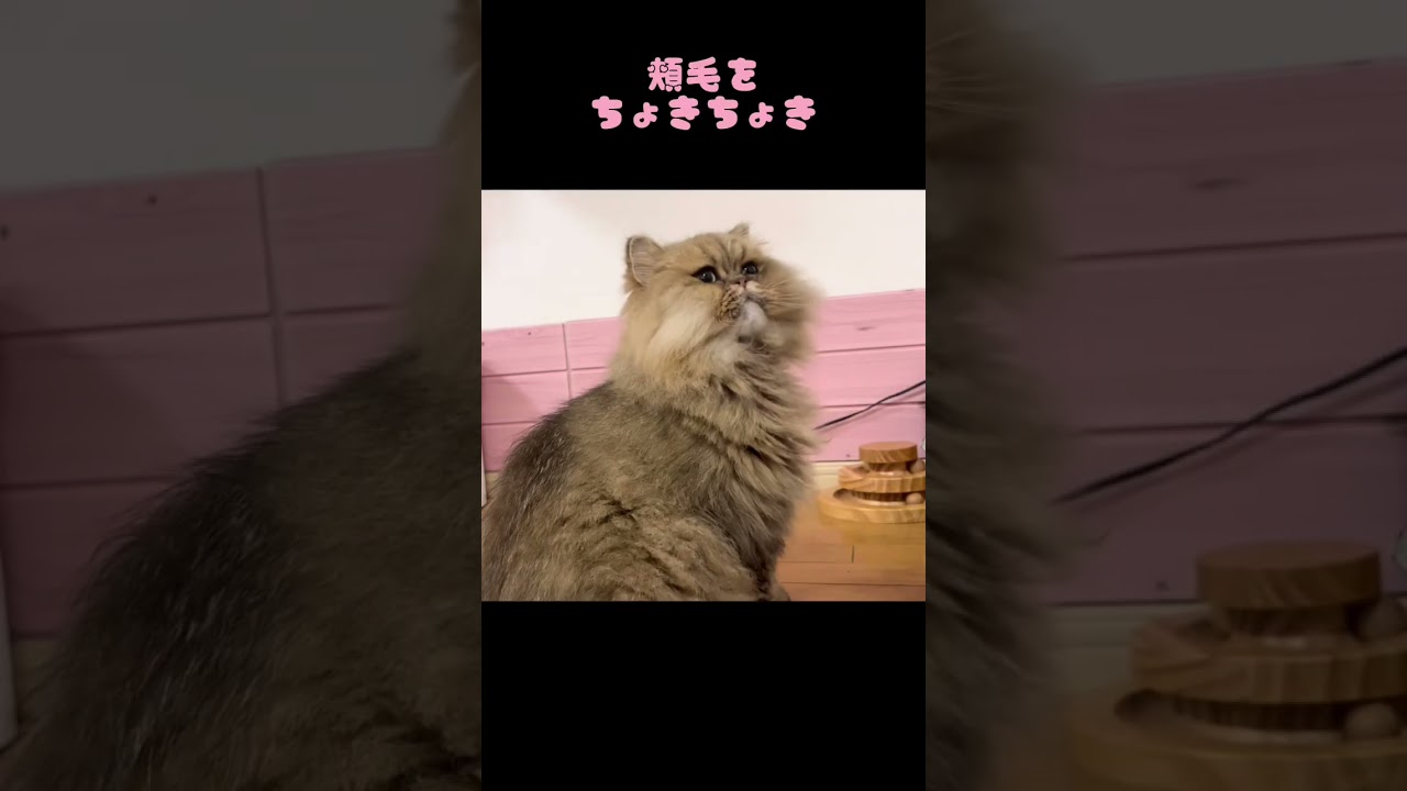 【猫動画】ペルシャ猫がトリミングで大変身✂️