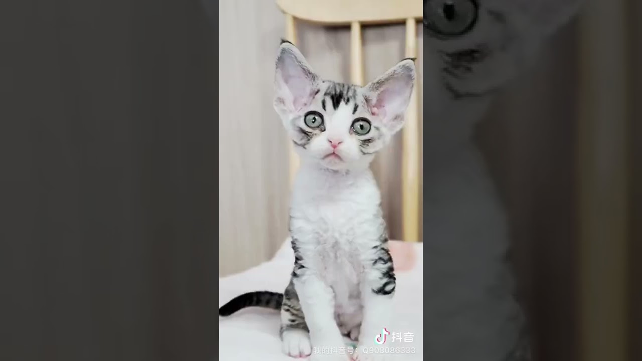 お外を見てみたらジェリーもびっくり！？デボンレックスのかわいい猫発見！ - #Shorts #120