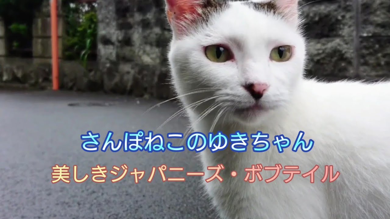 【さんぽねこのゆきちゃん】早朝の南熱海、国道１３５号線をゆきちゃんとお散歩│熱海│伊豆│南熱海│長浜海水浴場│ジャパニーズ・ボブテイル│日本猫