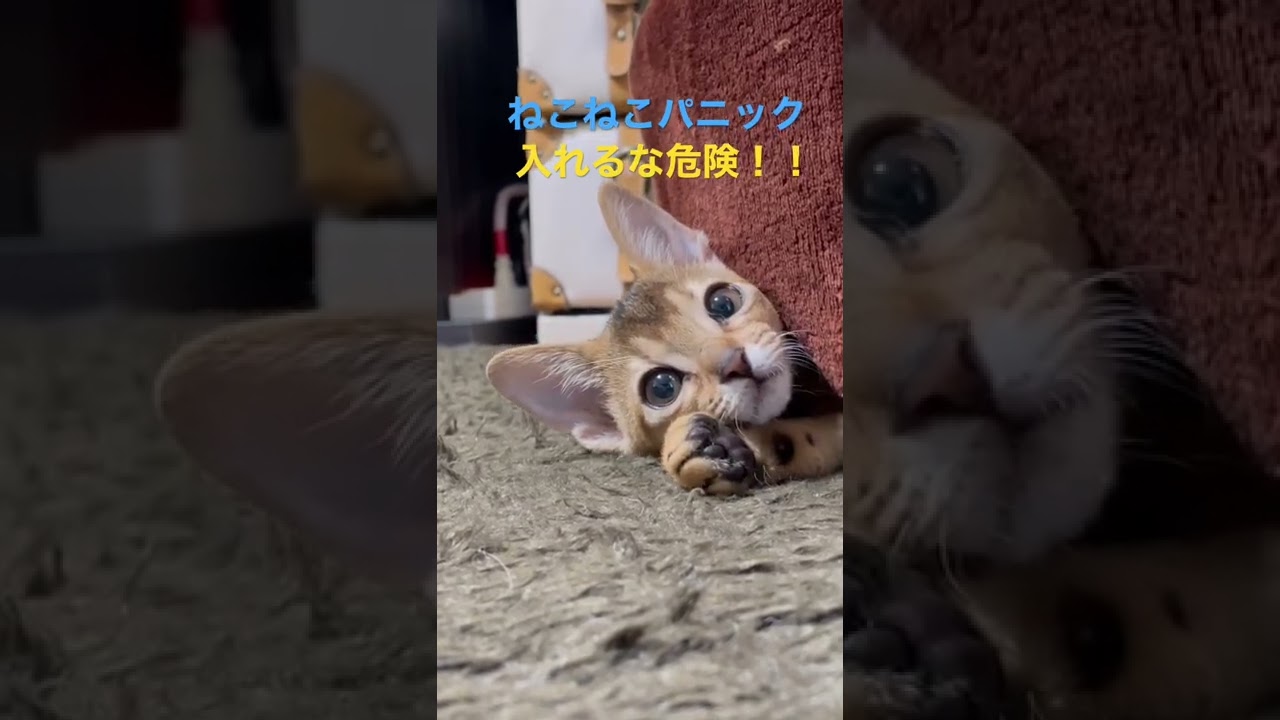 ねこねこパニック！！#アビシニアン #子猫