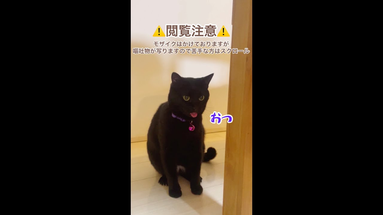 黒猫ナナは2回吐く🐈‍⬛ #shorts