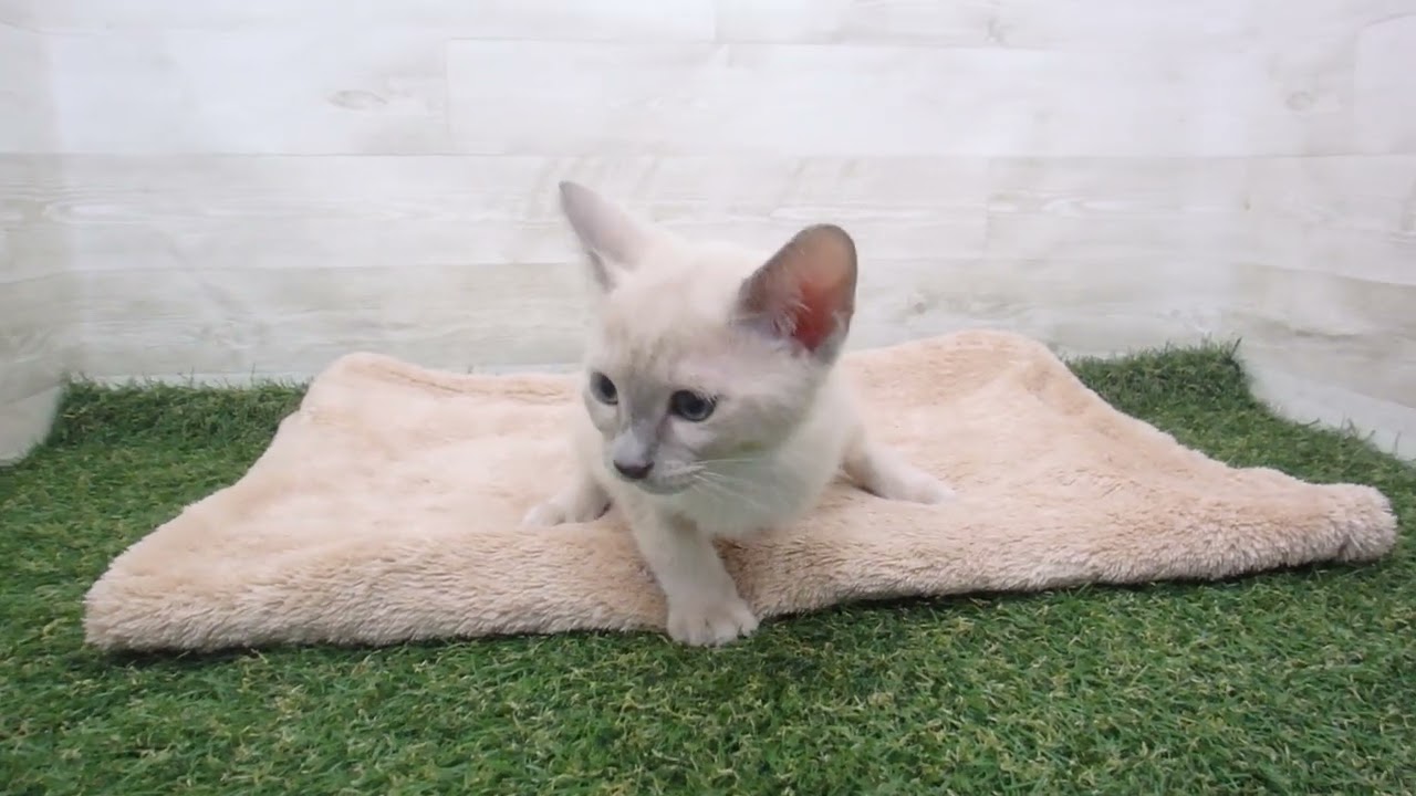 00589515 トンキニーズ