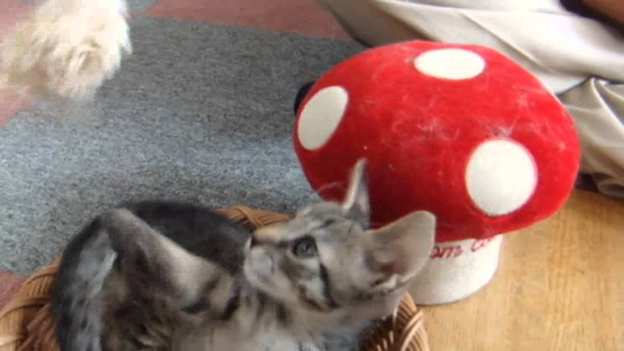 子猫と遊ぶ