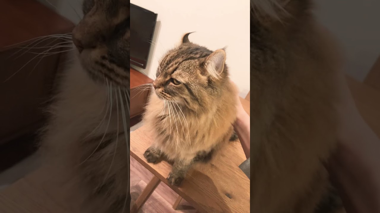 お留守番がんばったね😊寂しかったアメリカンカール