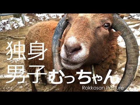アピールするむっちゃん【六甲山牧場】あんまり積極的なのもダメなのかしら？