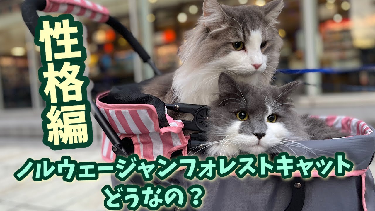 ノルウェージャンフォレストキャットを迎えて1年【性格】がわかりました【猫トリセツ】
