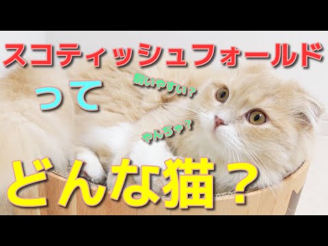 【猫を飼う前に見て！】スコティッシュフォールドは飼いやすいのか！？