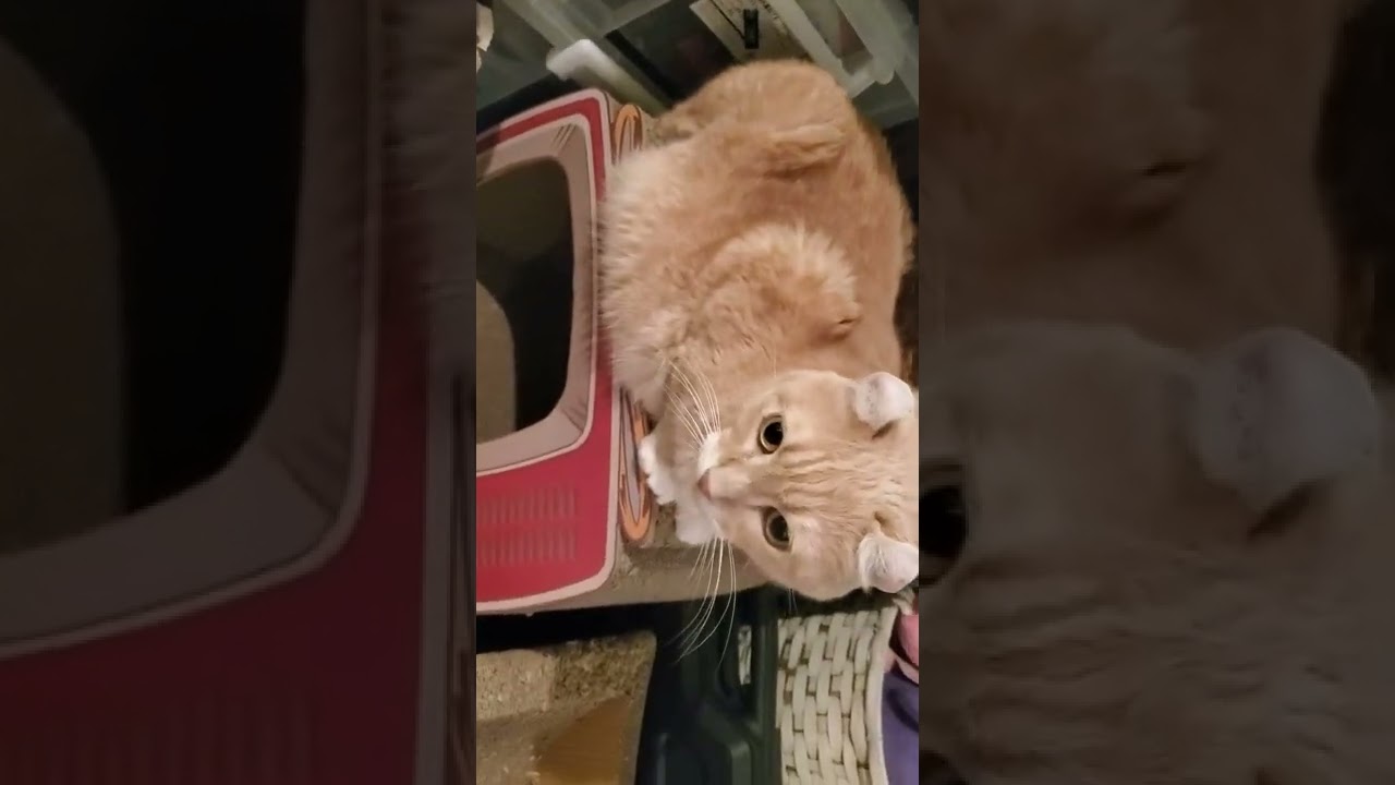 アメリカンカールデブ猫こーちゃんの貫禄ある体勢