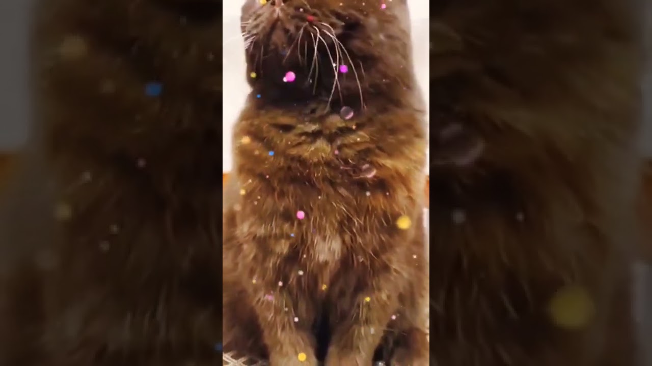 Baby brown cat 😸