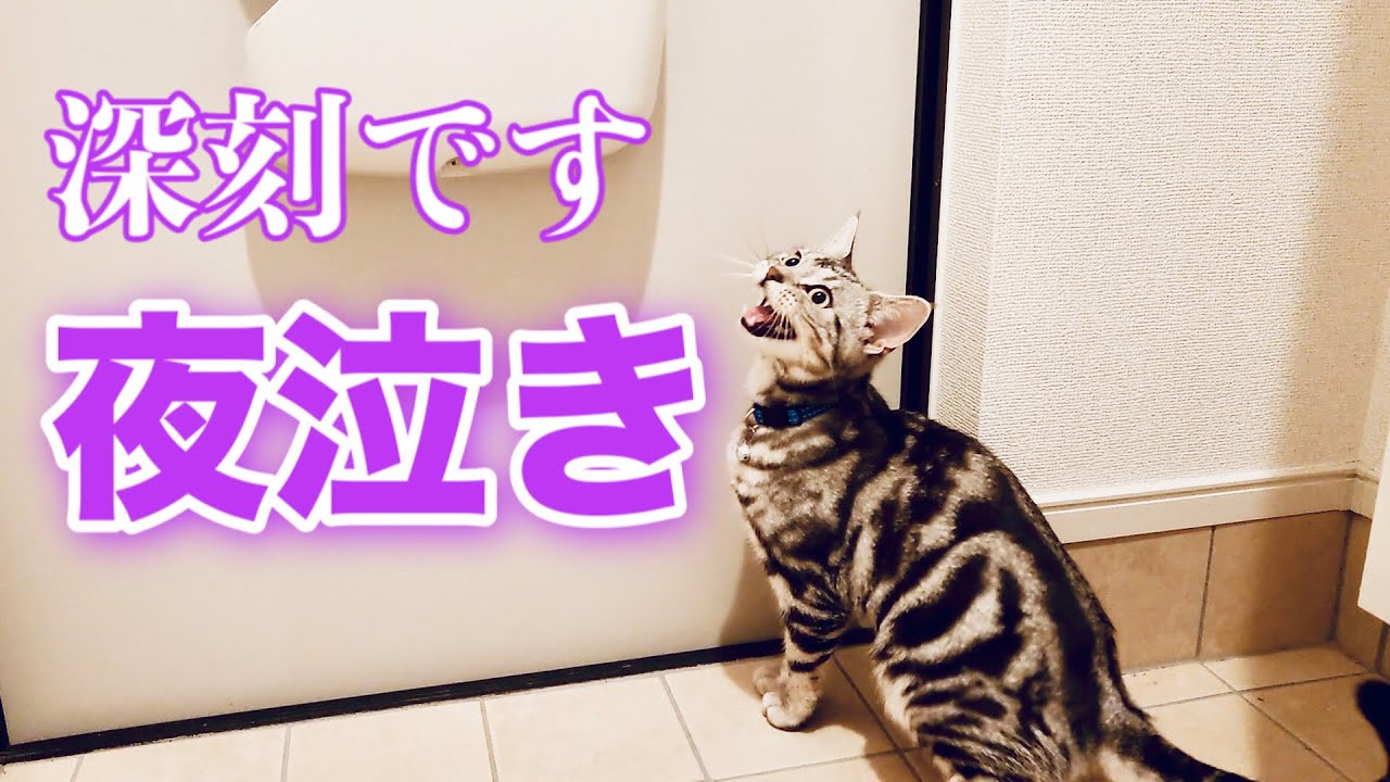 【鳴き声】猫の夜泣きが止まらず困っています【アメリカンショートヘア】子猫 Why do cats meow at night?