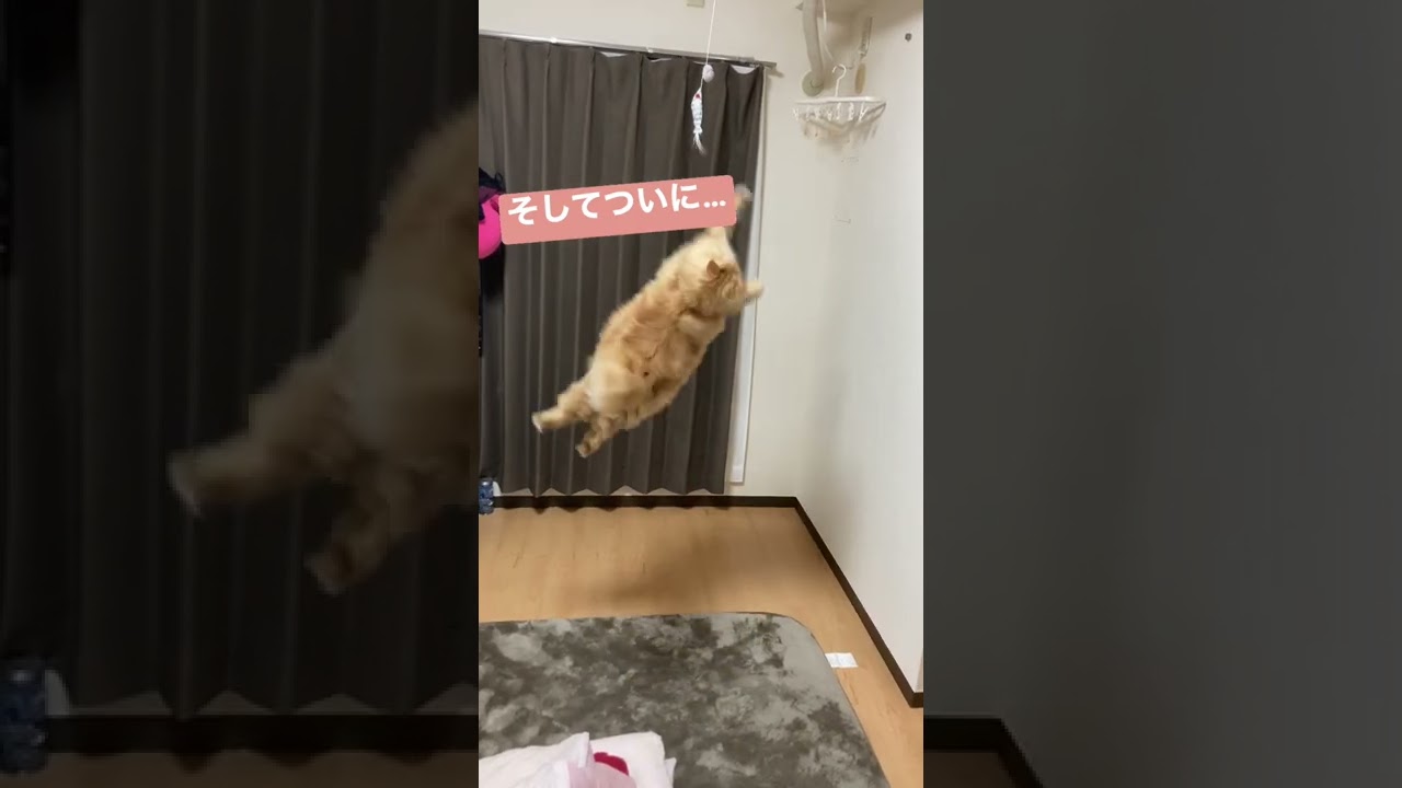 凄まじい運動能力のねこ【ラガマフィン】