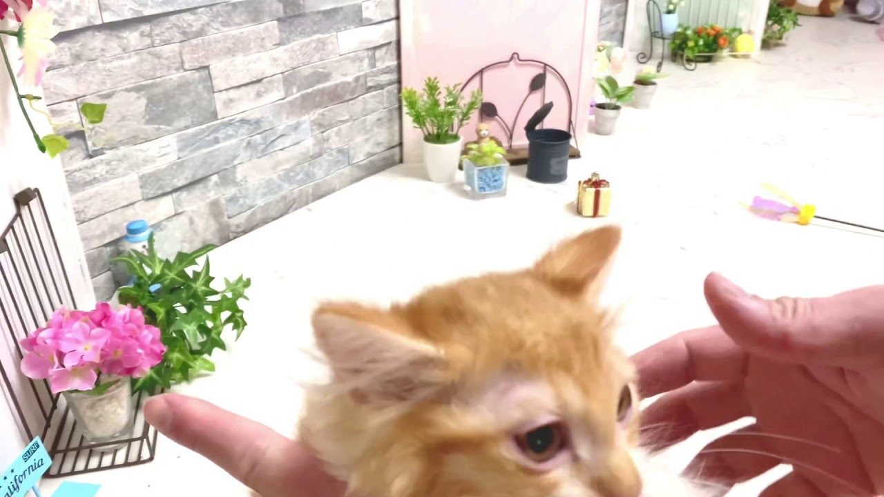 【ナナハチ’s ROOM】長足マンチカン(ロングヘア) レッドタビー＆ホワイトの男の子　20210103