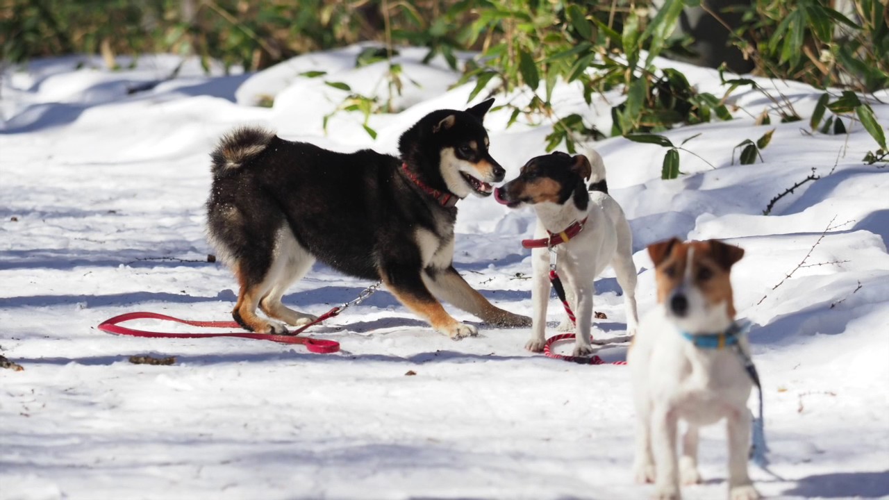 ひといき荘の犬連れスノーシュー、富士見パノラマリーゾート
