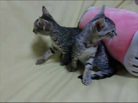 エジプシャンマウ20100729