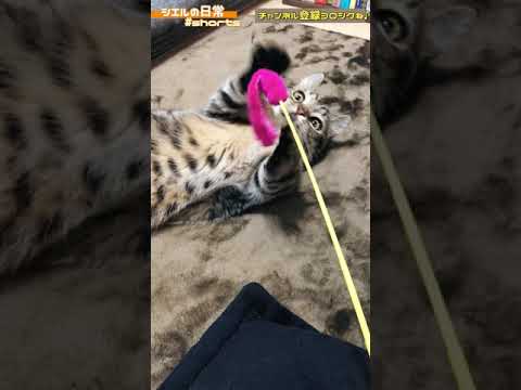 猫じゃらしで遊ぶ子猫が可愛すぎるｗ　/キンカロー　マンチカン×アメリカンカール　#Shorts