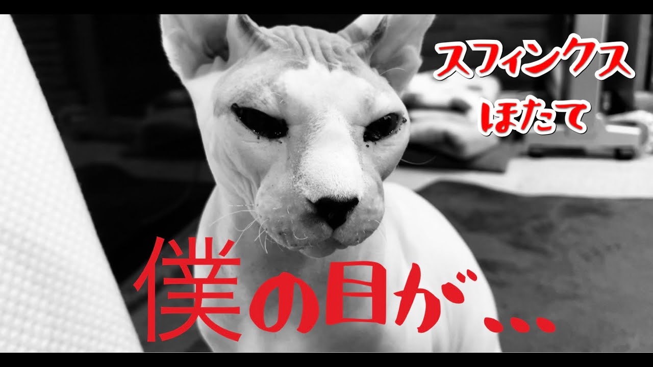 小さな頃からのほたての悩み事【スフィンクス　猫】