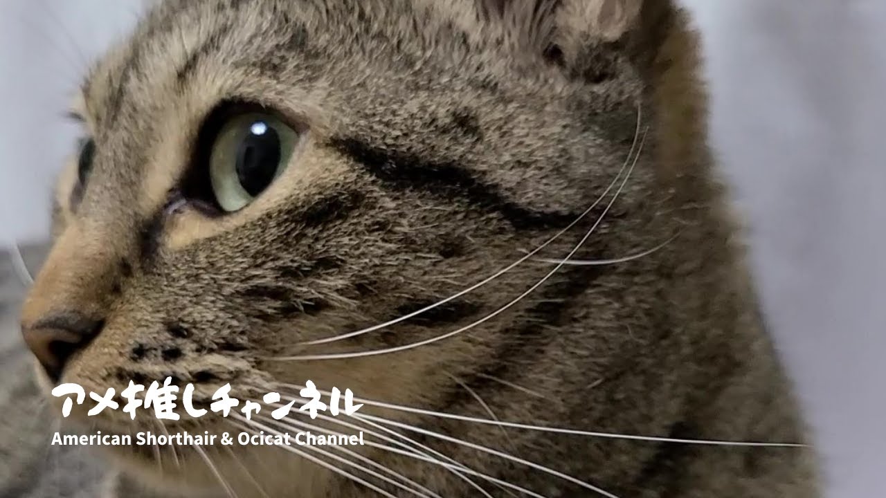 オシキャット・カラちゃんのフライデーナイト #shorts