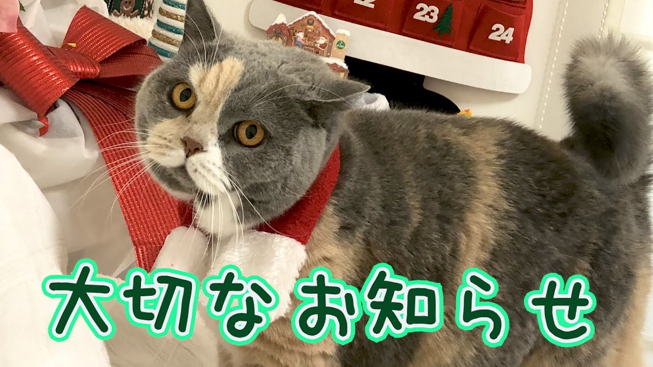クリスマスの大切なお知らせです♡｜セルカークレックス｜ブリティッシュショートヘア