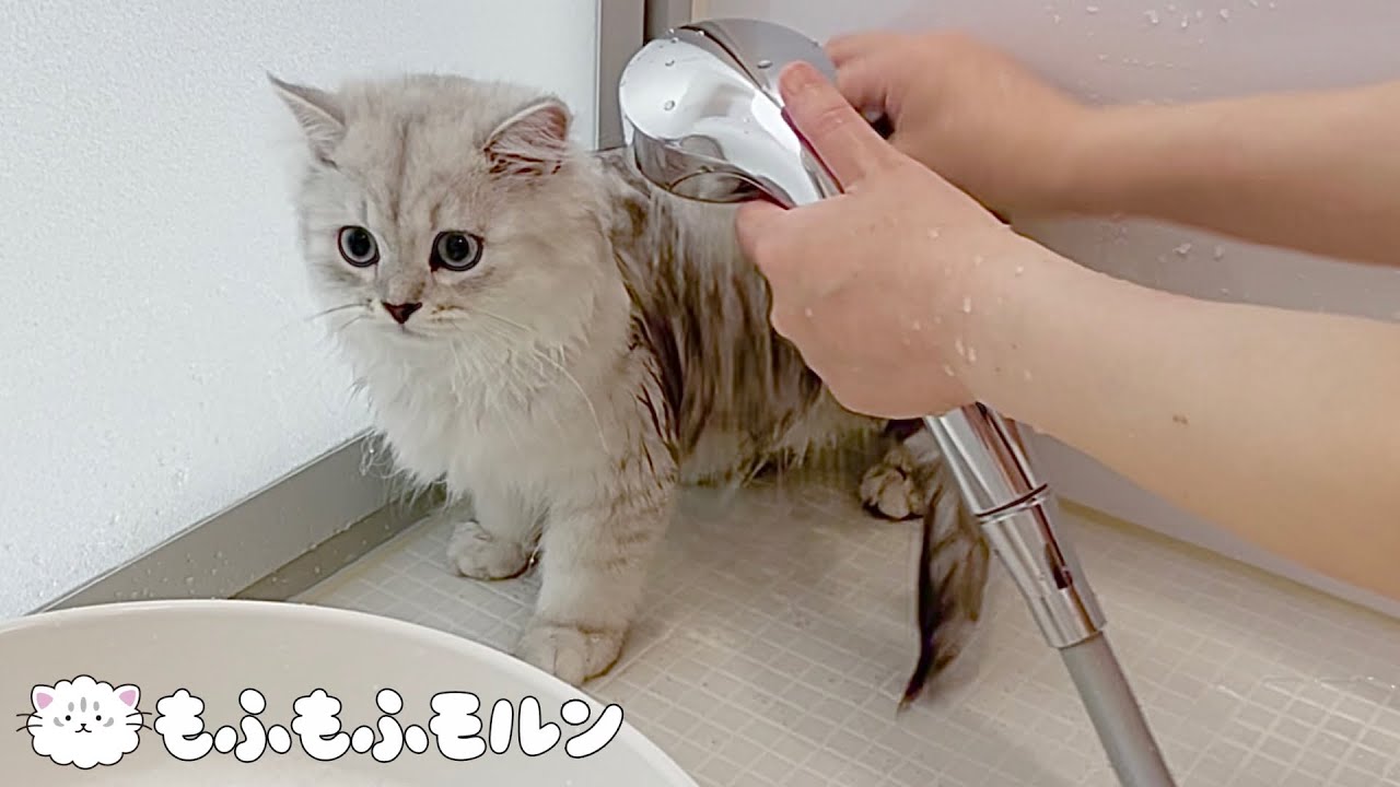 もふもふ子猫の初シャンプー【サイベリアン】