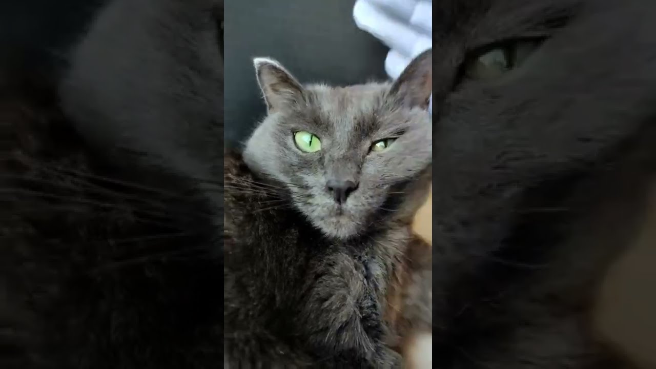 МАССАЖ / KORAT CAT